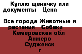 Куплю щенячку или документы › Цена ­ 3 000 - Все города Животные и растения » Собаки   . Кемеровская обл.,Анжеро-Судженск г.